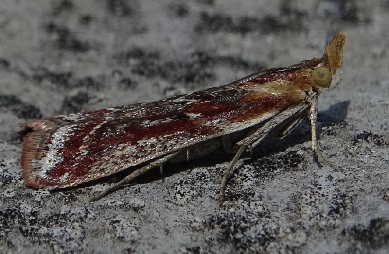 Ancylosis cinnamomella - Pyralidae